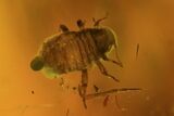 Fossil Aphid (Sternorrhyncha) In Baltic Amber #73377-1